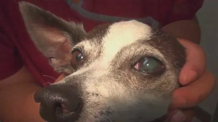 Cat Scratch of Dog's Eye.