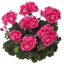 Пеларгония зональная Castello Rose Eye (Tammo)