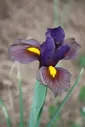 Iris hollandica Eye of the Tiger