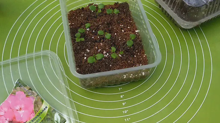КАК ПОСАДИТЬ?ПЕЛАРГОНИЯ ЗОНАЛЬНАЯ ЛЮСТРА ДИП РОУЗ.HOW TO PLANT?PELARGONIA ZONAL CHANDELIER DIP ROSE.