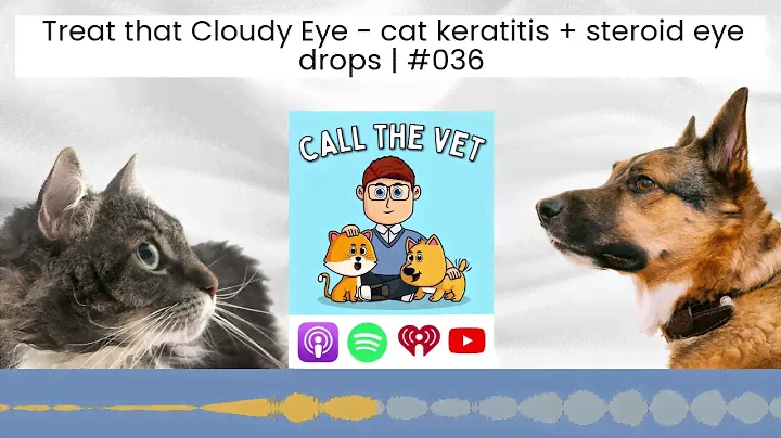 Treat that Cloudy Eye - cat keratitis + steroid eye drops | #036