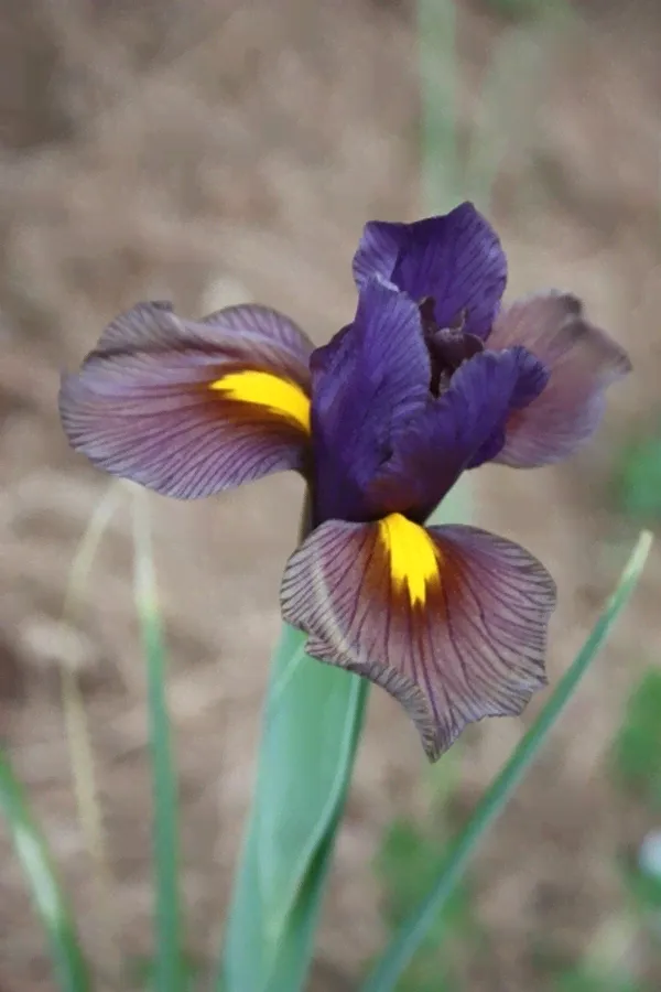 Iris hollandica Eye of the Tiger-0