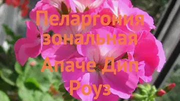 Пеларгония зональный Дип Роуз (deep rose) 🌿 обзор: как сажать, семена пеларгонии Дип Роуз