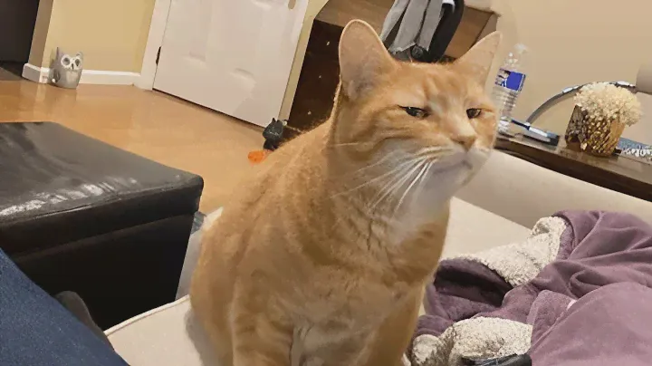 Bombastic side eye 🙄 Funniest Cats and Dogs Videos 😺🐶