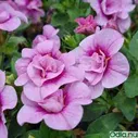 121 Калибрахоа Aloha Double Soft Pink Eye