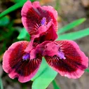 Ирис "Кэтс Ай" (Iris Cat’s Eye)