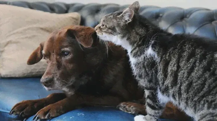 This blind dog recruited a seeing eye cat to help him get around