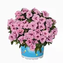 Калибрахоа Aloha Double Soft Pink Eye